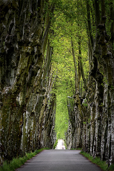 Mane: Cattedrale di alberi